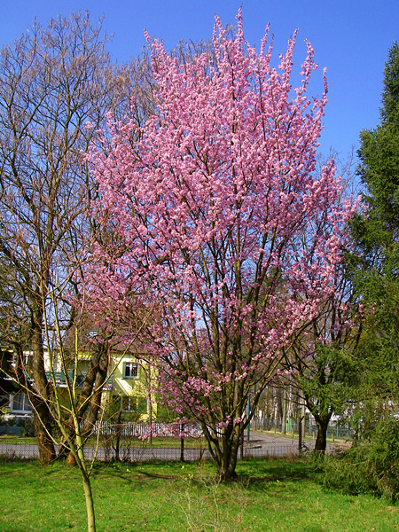 Kirschblüte