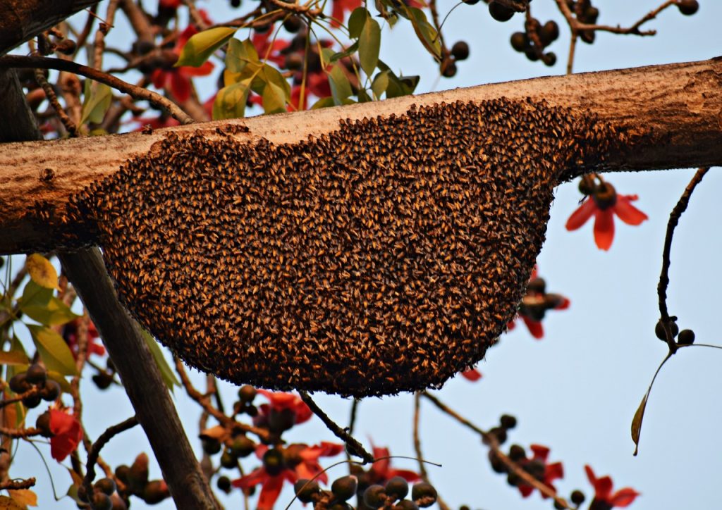 Wildlebende Honigbienen