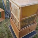 Ein Blick in's Bienen-Wohnzimmer in den gläserenen Bienenstock