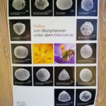 Welchen dieser Pollen siehst Du unter dem Mikroskop?